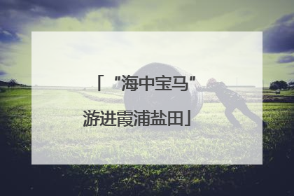 “海中宝马”游进霞浦盐田