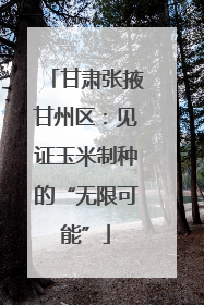 甘肃张掖甘州区：见证玉米制种的“无限可能”