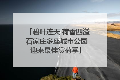 碧叶连天 荷香四溢 石家庄多座城市公园迎来最佳赏荷季