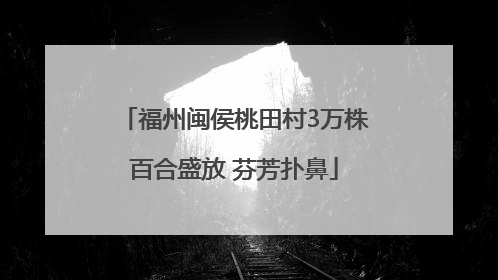 福州闽侯桃田村3万株百合盛放 芬芳扑鼻