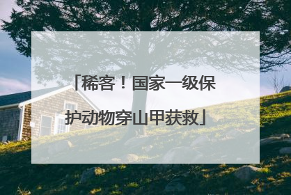 稀客！国家一级保护动物穿山甲获救