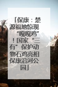 保康：楚源福地惊现“嘎嘎鸡”！国家“三有”保护动物石鸡亮相保康沿河公园