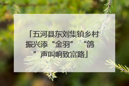 五河县东刘集镇乡村振兴添“金羽” “鸽”声叫响致富路