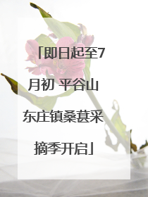 即日起至7月初 平谷山东庄镇桑葚采摘季开启