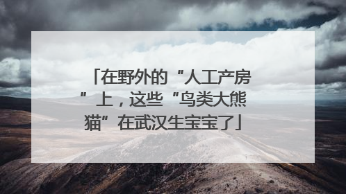 在野外的“人工产房”上，这些“鸟类大熊猫”在武汉生宝宝了