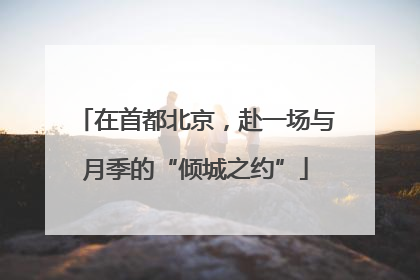 在首都北京，赴一场与月季的“倾城之约”