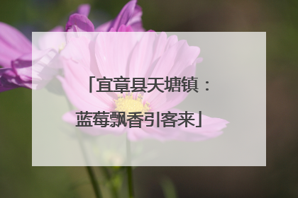 宜章县天塘镇：蓝莓飘香引客来