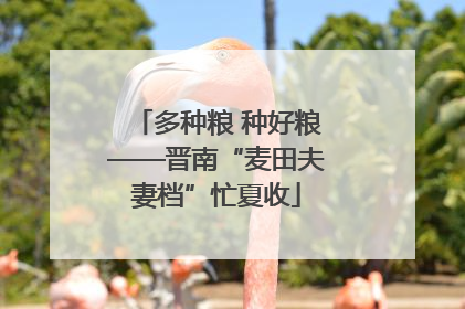 多种粮 种好粮——晋南“麦田夫妻档”忙夏收