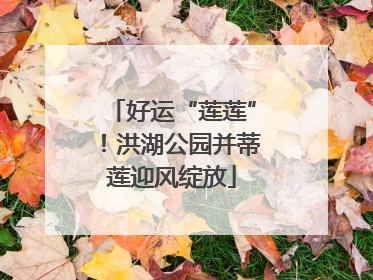 好运“莲莲”！洪湖公园并蒂莲迎风绽放