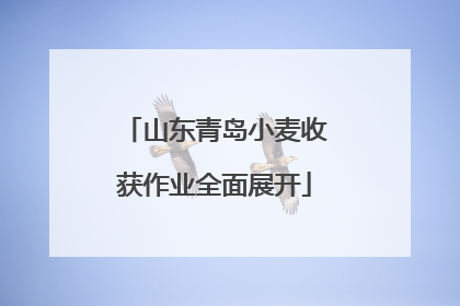 山东青岛小麦收获作业全面展开