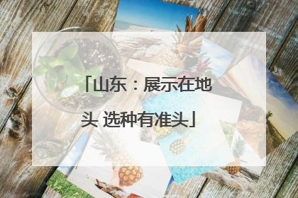 山东：展示在地头 选种有准头
