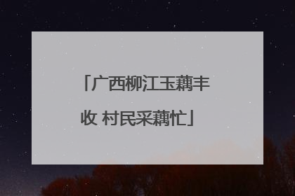 广西柳江玉藕丰收 村民采藕忙