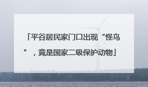 平谷居民家门口出现“怪鸟”，竟是国家二级保护动物