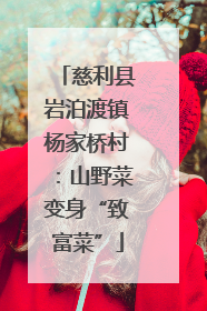 慈利县岩泊渡镇杨家桥村：山野菜变身“致富菜”
