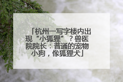 杭州一写字楼内出现“小狐狸”？兽医院院长：普通的宠物小狗，像狐狸犬
