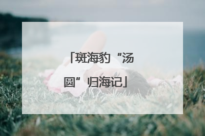 斑海豹“汤圆”归海记
