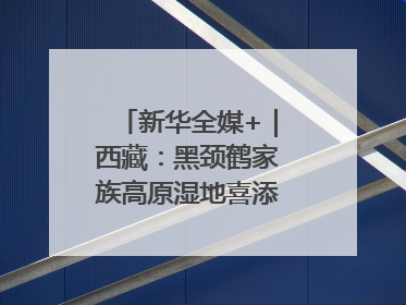 新华全媒+｜西藏：黑颈鹤家族高原湿地喜添“萌宝”