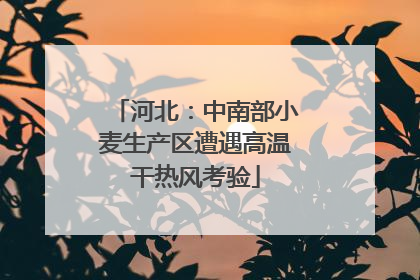 河北：中南部小麦生产区遭遇高温干热风考验