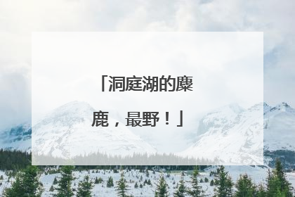 洞庭湖的麋鹿，最野！
