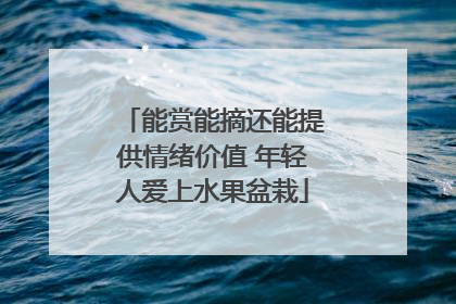 能赏能摘还能提供情绪价值 年轻人爱上水果盆栽