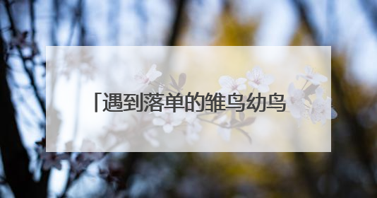 遇到落单的雏鸟幼鸟别急着捡回家！鸟爸鸟妈才是最佳养育者